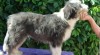 Bearded Collie 528058_t.jpg