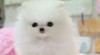 Pomeranian/Nemecky Spic štenata Zdarma Prijetí 528095_t.jpg