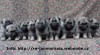 Německý špic vlčí / keeshond prodám štěňata s PP 528101_t.jpg