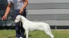 Argentinská doga (Dogo Argentino) - štěňata 528168_t.jpg