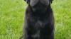 Štěně labradorského retrívra s PP 529721_t.jpg