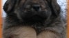 Tibetská doga s PP 5576_t.jpg