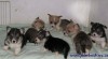 welsh corgi pembroke 55861_t.jpg