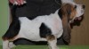 Basset Hound 57498_t.jpg