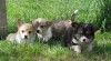 welsh corgi pembroke 58194_t.jpg