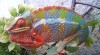 chameleon pardali (Furcifer pardalis) Ambilobe, Nosy be 58837_t.jpg