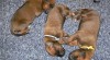 Rhodéský ridgeback 59812_t.jpg