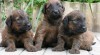 Briard 60101_t.jpg