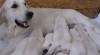 Golden retriever štěňata s PP 60137_t.jpg