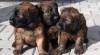 BRIARD 6015_t.jpg
