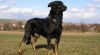 BEAUCERON 60959_t.jpg