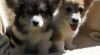 welsh corgi pembroke 61557_t.jpg