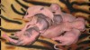 Sphynx překrásná koťátka s PP 63196_t.jpg