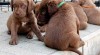 Chesapeake bay retriever puppies 63995_t.jpg