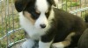 WELSH CORGI CARDIGAN 6555_t.jpg