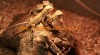 L.g.californiae Pogona vitticeps 66962_t.jpg