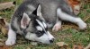 Siberian Husky štěňata. 67135_t.jpg