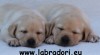Labrador Retriever s PP 68020_t.jpg