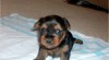 AKC registrovaných yorkshire pro přijetí 68542_t.jpg