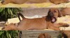 Rhodesian ridgeback 68595_t.jpg
