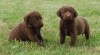 Chesapeake bay retriever puppies 69037_t.jpg