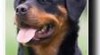 rottweiler 69084_t.jpg