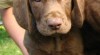 Hnědý retriever-Chesapeake bay retriever 69285_t.jpg