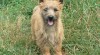 Cairn terrier 70679_t.jpg