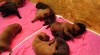 Cane corso - štěňata 71337_t.jpg