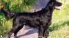 flat coated retriever - štěňata s PP 73720_t.jpg