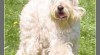 Irish Soft Coated Wheaten Terrier - ŠTĚŇATA 7486_t.jpg