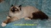 Birma s PP ( Sacred Birman ) 75026_t.jpg
