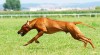 Rhodesian ridgeback-štěňátka 75257_t.jpg