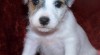 Parson Russell Terier 76974_t.jpg
