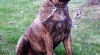 BULMASTIF BULLMASTIFF BULLMASTIF 7896_t.jpg