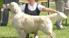 Golden Retriever s PP 80410_t.jpg