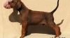 Rhodesian Ridgeback 80626_t.jpg