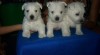 West highland white terrier 80949_t.jpg