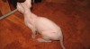 Kanadský SPHYNX překrásná kočička s PP 81662_t.jpg