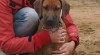 Rhodesian ridgeback-štěňátka 82387_t.jpg