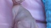 Sphynx kanadský koťátka s PP 82589_t.jpg