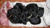 flat coated retriever - štěňata s PP 82681_t.jpg