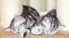 Britská koťátka s PP v barvě stříbřitý whiskas 83893_t.jpg
