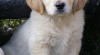 Golden Retriever s PP 85987_t.jpg