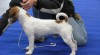 Pracovní Jack Russell 87993_t.jpg