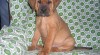 TOSA INU 88824_t.jpg