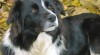 Border Collie 89065_t.jpg