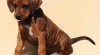 Rhodesian Ridgeback 89448_t.jpg