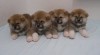 Akita inu 8954_t.jpg