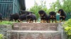 Rottweiler - šteniatka 91164_t.jpg
